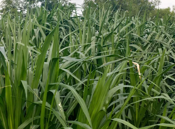 organic manure in Udumalaipettai